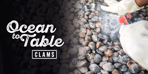 Ocean to Table: Clams