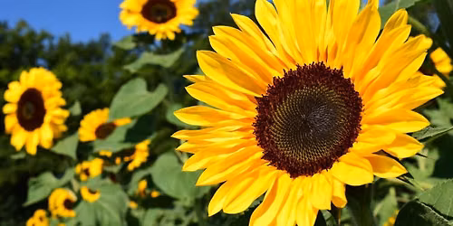Children\u2019s Workshop \u2013 Eye Spy and Sunflowers