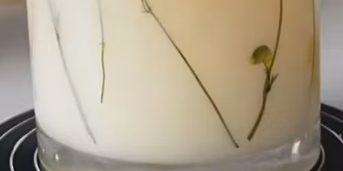 Dried Flower Soy Wax Candle Class @ Barnwood Brew