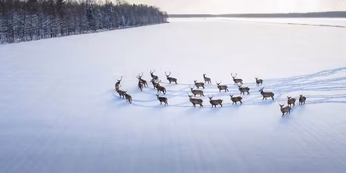 Alaska Reindeer Hike & Greet!