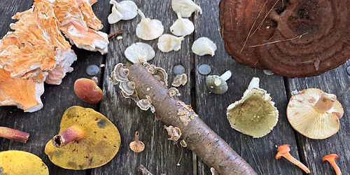 Summer Fungi Foraging Class