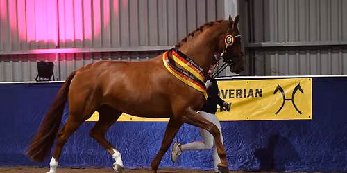 Annual Show & Presentation Evening 2026 (including Young Horse Classes, Stallion Licensing & Parade)