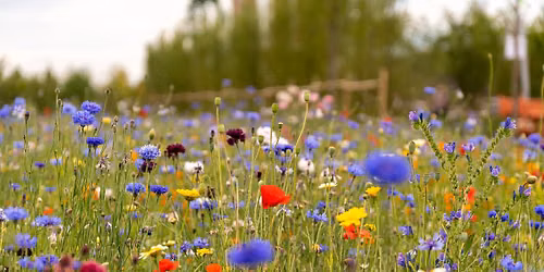 Making Hay! Meadow-Planting & Lawn Alternatives - Gardening Talk