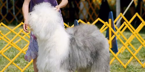 Regina Kennel and Obedience Club\u2019s 110th Anniversary Annual Dog Show