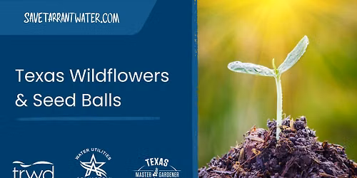 Texas Wildflowers and Seed Balls