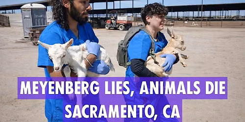 SACRAMENTO: Meyenberg Lies, Animals Die