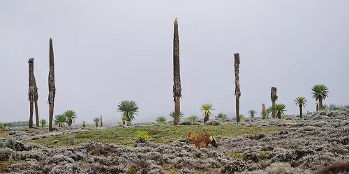 Guided Bird Watching at Bihere-Tsege Public Park