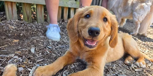 Monthly Golden Meetup June