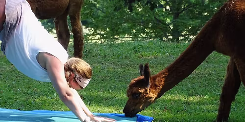 Paca Yoga
