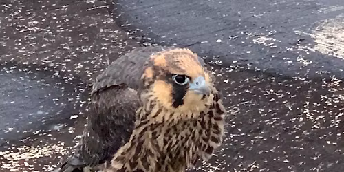 Wilmington Falcon Fledge Watch Training