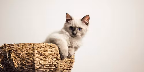 Vánoční bazárek v CoffeeCat pro Dobré ruce! 🐈🩷