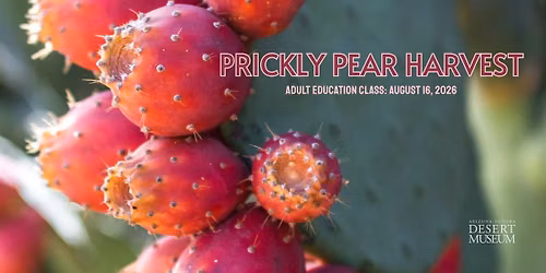 Prickly Pear Harvest