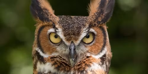 Owl-o-ween Prowl @ Sand Ridge Nature Center