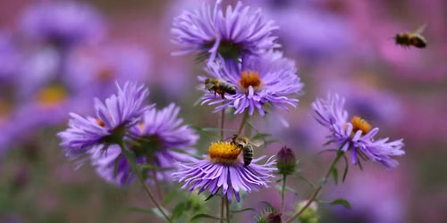 Native Bees and Pollinators in North Providence