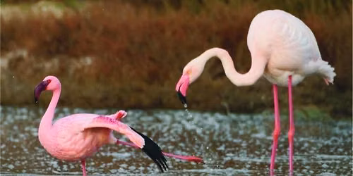 The Evolution of the Flamingo\u2019s Smile