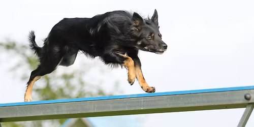 Agility Turnier in der SH Dogsport Arena H\u00fcckelhoven