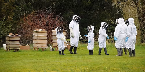 Meet the bees workshop for families