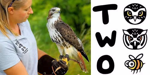 Silver Salisbury & Two Bird Experience