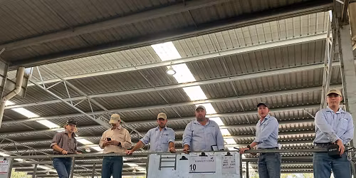 VLP Inaugural Weaner Sale