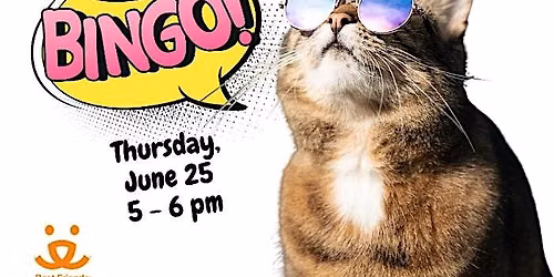 Kitty Bingo