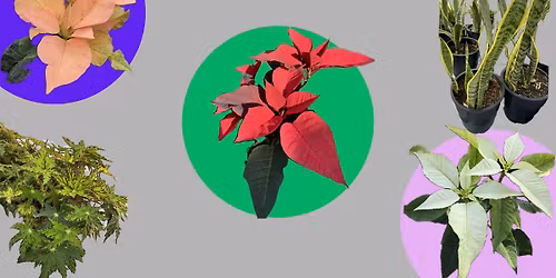 Poinsettia Sale! Presented by DMACC Greenhouse Production