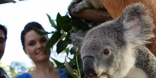 Taronga Zoo + Sydney Harbour Hopper Pass (24\/48h) Tickets
