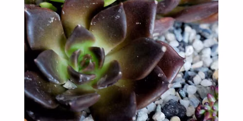 Succulent Garden\/Open Terrarium Workshop