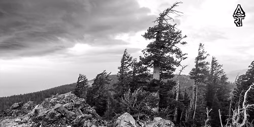 Trees: A Photographic Study in Determination