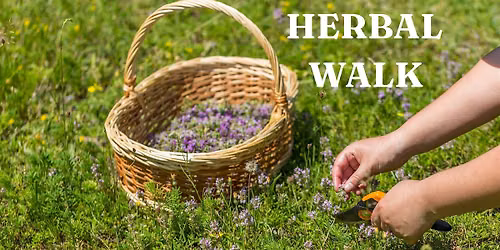 Reconnect to Nature: A Gentle Herbal Walk at Abbey Manor, Buildwas