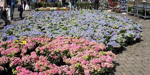 Bloemen- en Geraniummarkt Klazienaveen