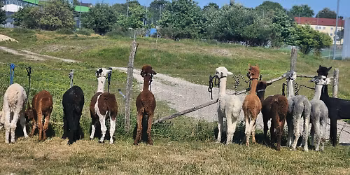 Alpakawanderung und Tiere hautnah erleben (Pl\u00e4tze begrenzt! Nur mit schriftlicher Anmeldung m\u00f6glich)