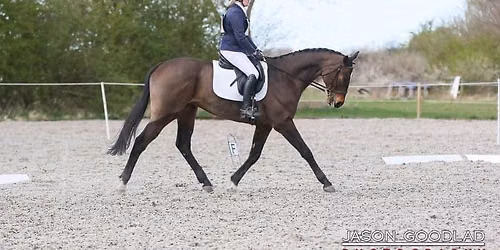 Unaffiliated Dressage 