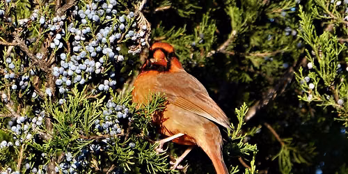 The Best Trees & Shrubs for Wildlife and You
