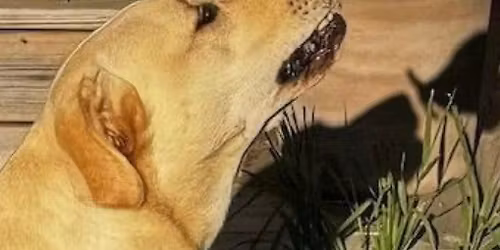 Kantarells\u00f6k helgkurs i Stockholm