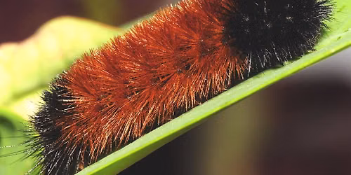 LIFE@Lynchburg | From Wooly Worms to Real-time Radar: How Far Have We Come?