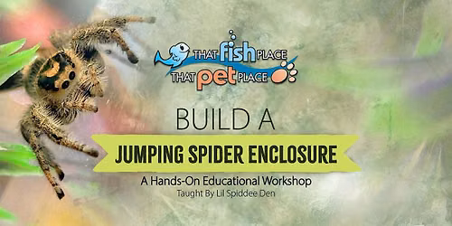 Build a Jumping Spider Enclosure!