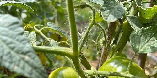 Diabetes Prevention & Community Wellness Day