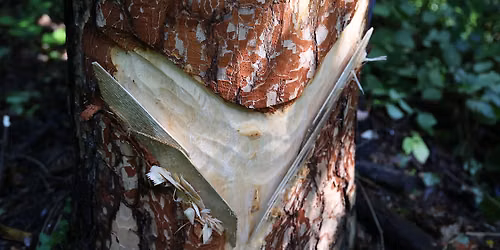 Kurs - Pecherei, Hausmittel aus dem Wald