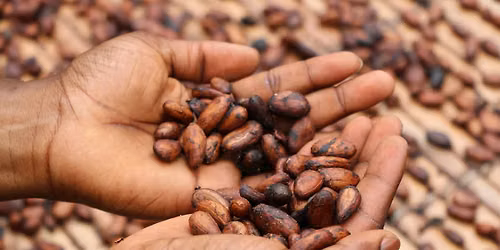 Cacao, Drums, and Labyrinth