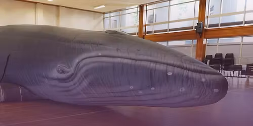 Sea Change Buckie - Visit Hope the Whale