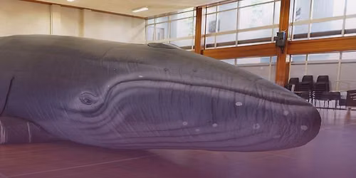 Sea Change Buckie - Visit Hope the Whale