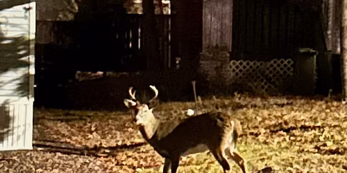 LEGAL AID DROP-IN DON'T BE CAUGHT LIKE A DEER IN THE LIGHT