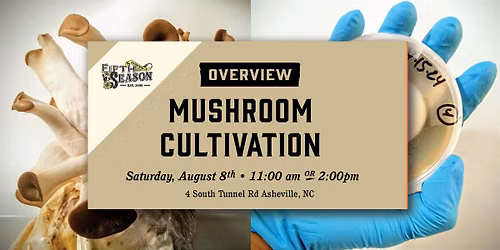 Mushroom Cultivation Overview: Grow Gourmet & Medicinal Mushrooms