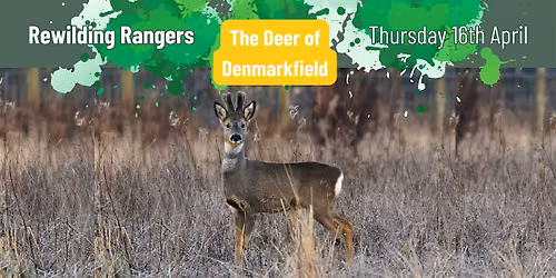 Rewilding Rangers: The Deer of Denmarkfield