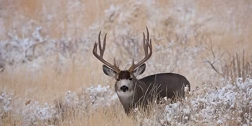 Wild Wednesday - Cervidae (Deer Family)