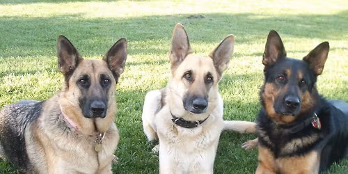 Manteca Beginner Obedience Class $150.00