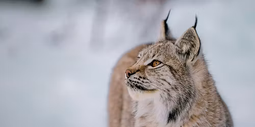 The Missing Lynx Project: Exploring the return of lynx