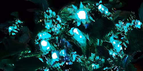 Blooms - An Interactive light Installation