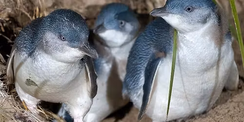 Little Penguins Eden Community Catch Up