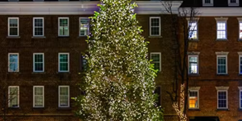 2025 Holiday Tree Lighting